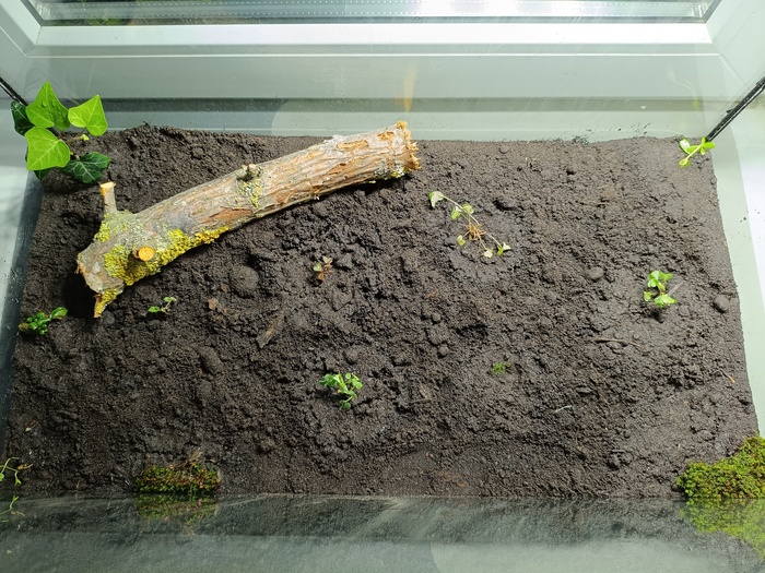 Тропический лес от начала до сегодняшнего дня Растения, Проект, Тропики, Лес, Длиннопост