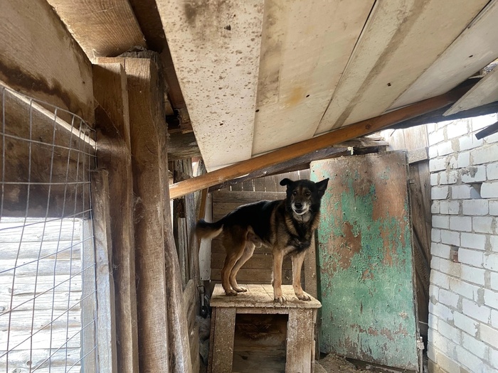 Граф Монте-Кристо из Липецкой области Лига Добра, Животные, Спасение, Собака, Собачники, Москва, Забота, Ветеринария, Потеряшка, Милота, Развлечения, Щенки, Добрые дела, Заводчики, Коты и собаки вместе, Приют, Доброта, Передержка, Длиннопост, В добрые руки