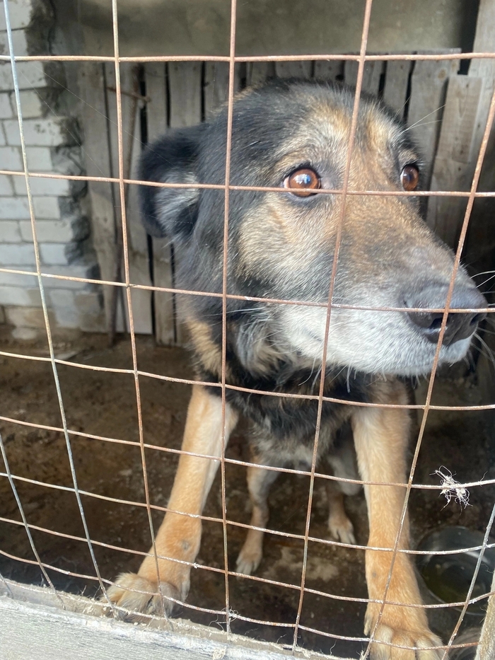 Граф Монте-Кристо из Липецкой области Лига Добра, Животные, Спасение, Собака, Собачники, Москва, Забота, Ветеринария, Потеряшка, Милота, Развлечения, Щенки, Добрые дела, Заводчики, Коты и собаки вместе, Приют, Доброта, Передержка, Длиннопост, В добрые руки