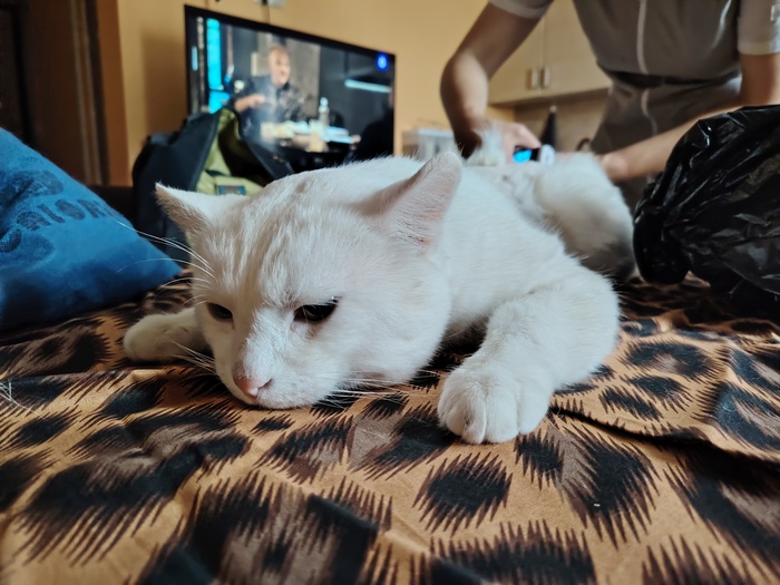 Городская адаптация Коркодонцев