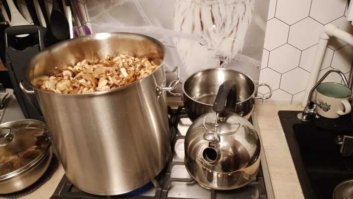 Тихая охота. Опята Грибы, Тихая охота, Отдых на природе, Опята, Своими руками, Грибники, Длиннопост