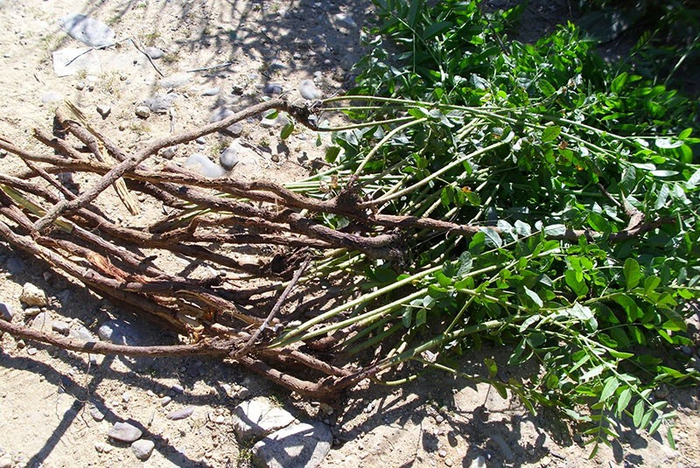 Корни солодки. Фото с сайта <!--noindex--><a href="https://pikabu.ru/story/lekarstvennyie_solodka_13149220?u=http%3A%2F%2Fru.pinterest.com&t=ru.pinterest.com&h=f94377e362ad82a2163b6da20ac025facf884791" title="http://ru.pinterest.com" target="_blank" rel="nofollow noopener">ru.pinterest.com</a><!--/noindex-->.