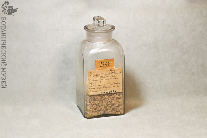 Кубики из солодкового корня. Продукция фабрики В. Ф. Карманова в Уральске. Из фондов Ботанического музея БИН РАН.