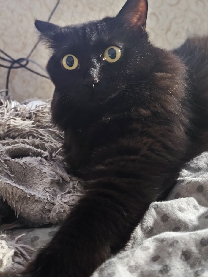  ,   -  ,  ?  ,  - ,  , , 