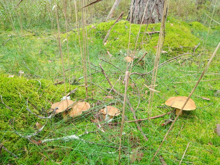 Грибалка Грибы, Тихая охота, Азарт, Длиннопост