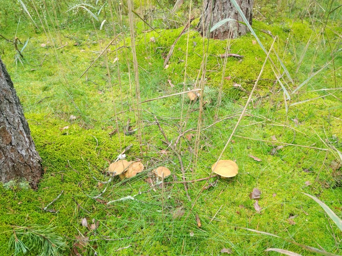 Грибалка Грибы, Тихая охота, Азарт, Длиннопост