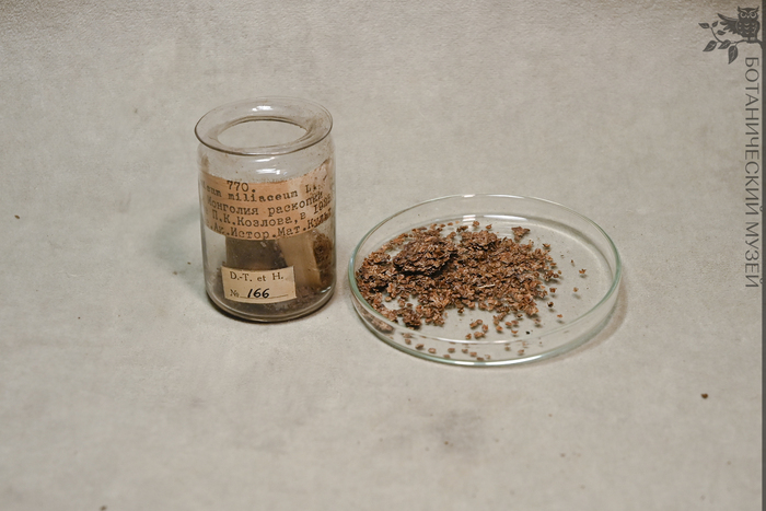 Просо обыкновенное. Остатки плодов из раскопок курганов в Северной Монголии. От П.К. Козлова, 1925 г. Коллекция экономической ботаники Ботанического музея БИН РАН.