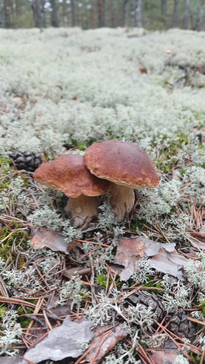 Еще одна вылазка Грибы, Боровик, Тихая охота, Лес, Длиннопост