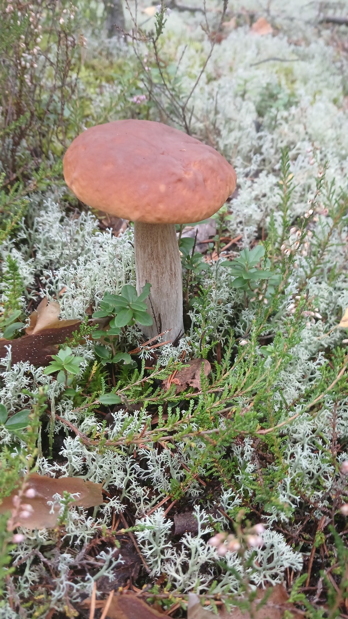 Еще одна вылазка Грибы, Боровик, Тихая охота, Лес, Длиннопост