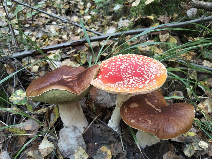 Киришский район Грибы, Тихая охота, Длиннопост