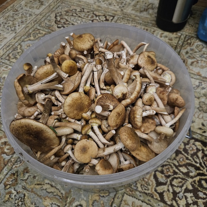    , ,   ,  , 