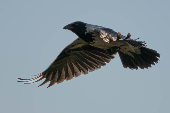 -. (-44-2, nikkor 55-300) , , , 