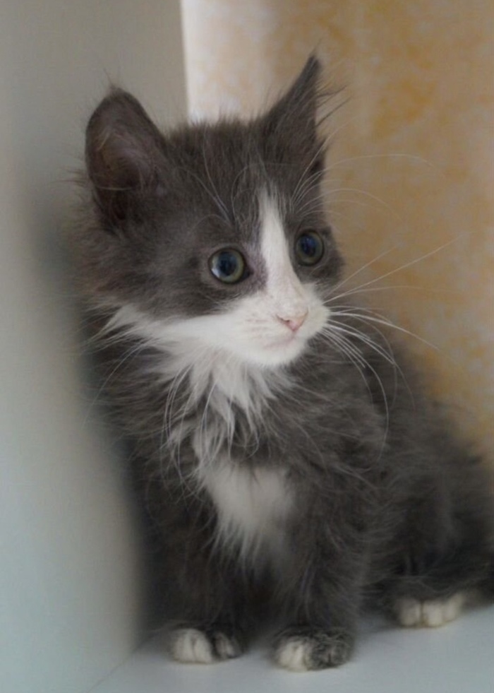 Но клетка совсем не место для котенка, это лишь временное пристанище