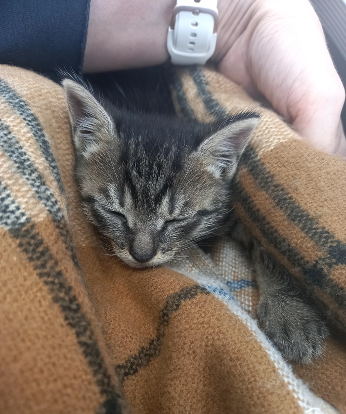 Как мы котов на работе спасали Кот, Ситуация, Истории из жизни, Воспоминания, Длиннопост