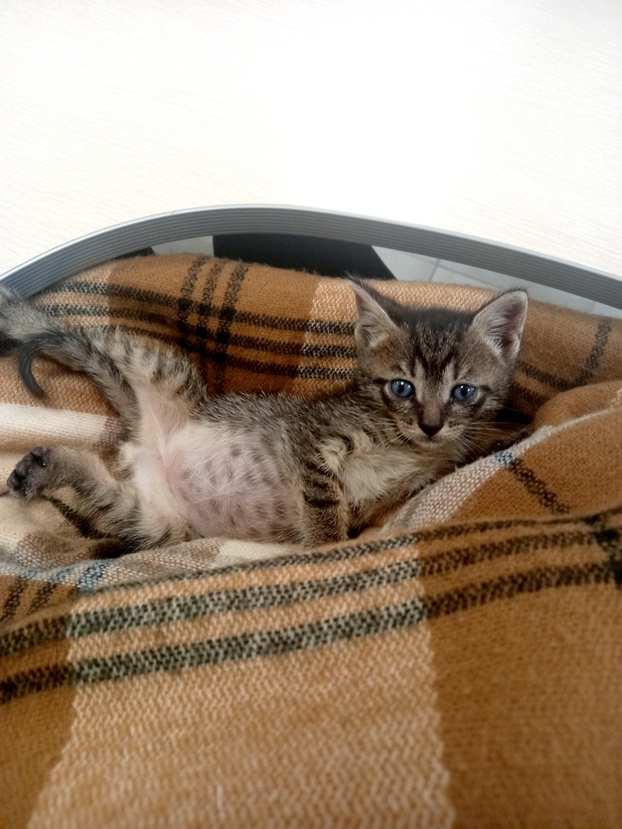 Как мы котов на работе спасали Кот, Ситуация, Истории из жизни, Воспоминания, Длиннопост