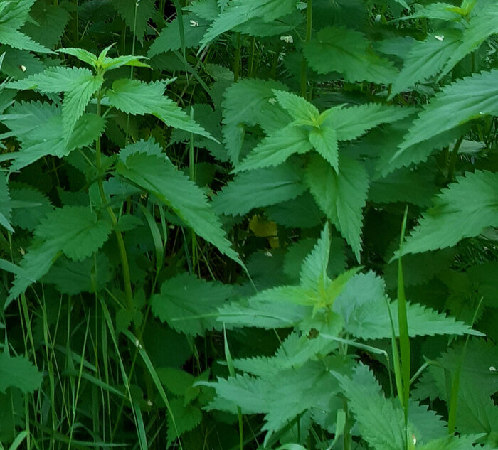 Заросли крапивы. Она растёт во многих местах.