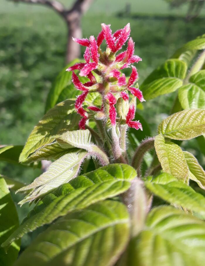 Пестичные соцветия маньчжурского ореха. Фото с сайта <!--noindex--><a href="https://pikabu.ru/story/orekh_manchzhurskiy_13179172?u=http%3A%2F%2Fgoogle.com&t=google.com&h=29e56248658a39020366b97a6488d9f40f970e97" title="http://google.com" target="_blank" rel="nofollow noopener">google.com</a><!--/noindex-->.