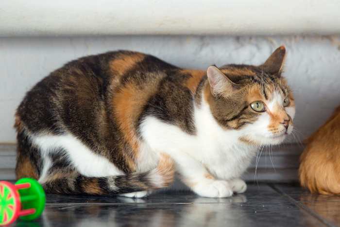 Тигра, приют "Дорога Домой " (СПб)