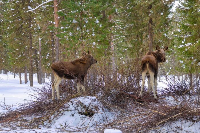 ����� ���, ����, ���������.