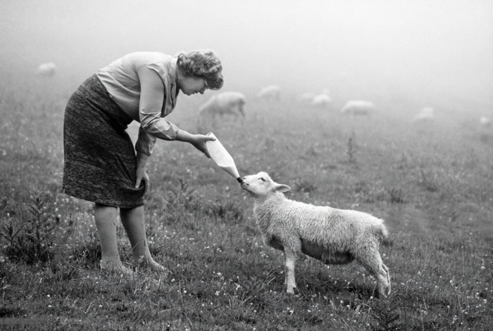    ,     ,    , , 1980 .   .