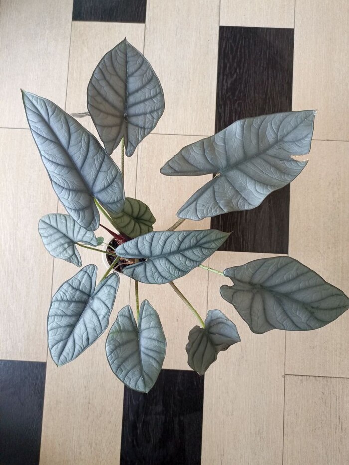  Red Gray  , , , , ,  , 