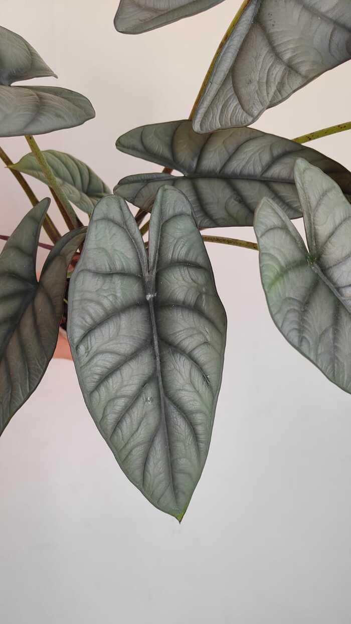 Алоказия Red Gray