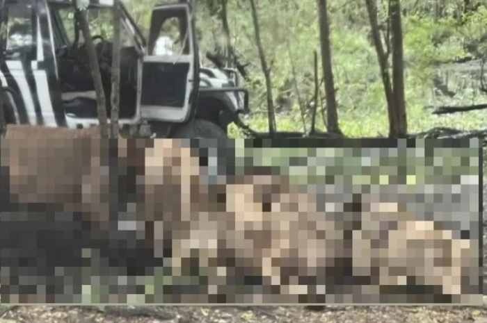 Появились кадры расправы львов над смотрителем зоопарка в Таиланде