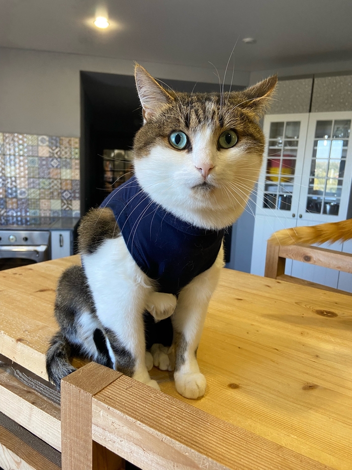 Котику Тефтелю нужны прокладки... Благотворительность, Спасение животных, В добрые руки, Приют для животных, Кот, Бездомные животные, Лига Добра, Сила Пикабу, Длиннопост