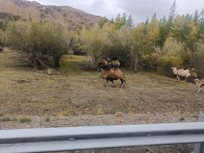 Чай с сюрпризом Ситуация, Стыд, Длиннопост