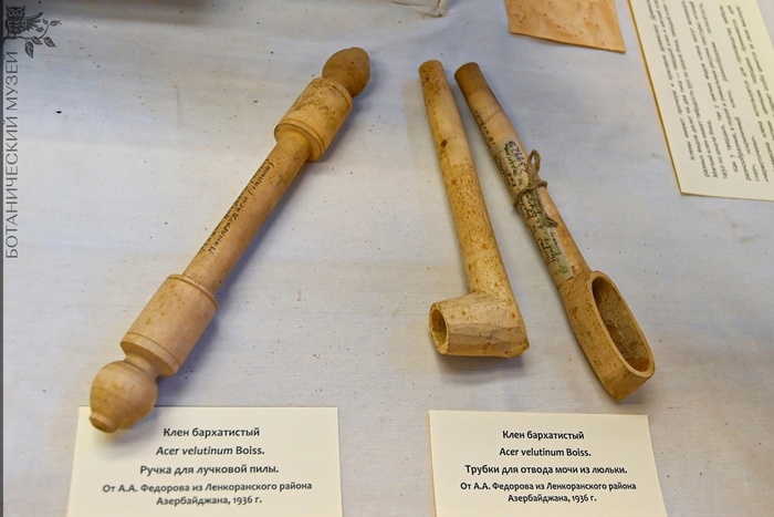                (Acer velutinum).  .. . . 1936 .       .