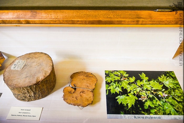    (Acer campestre).      .