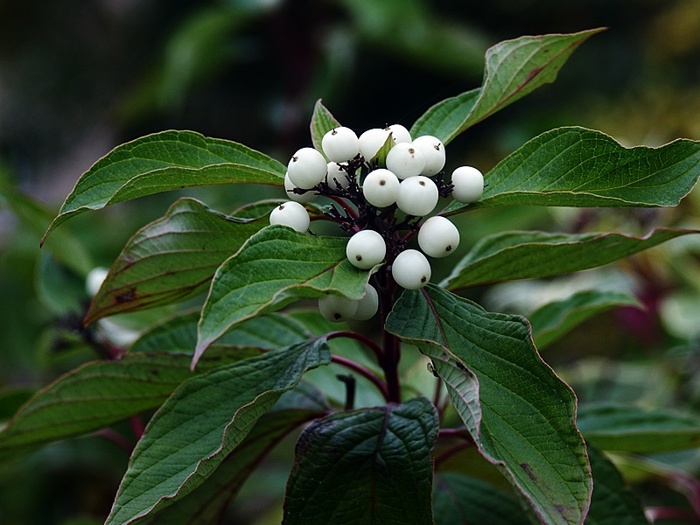Дёрен белый, он же кизил белый (Cornus alba).