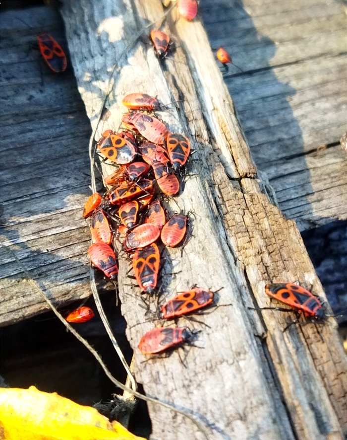 Жук из детства