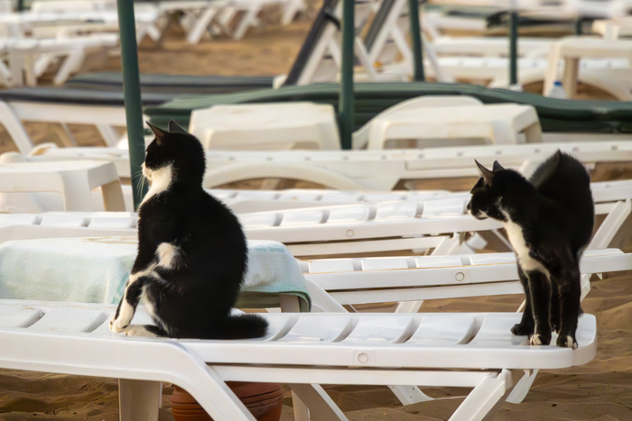 Котиковое Фотография, Canon, Кот, Море, Пляж, Длиннопост