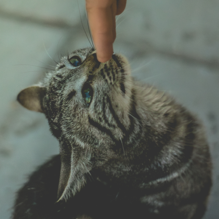 Котиковое Фотография, Canon, Кот, Море, Пляж, Длиннопост