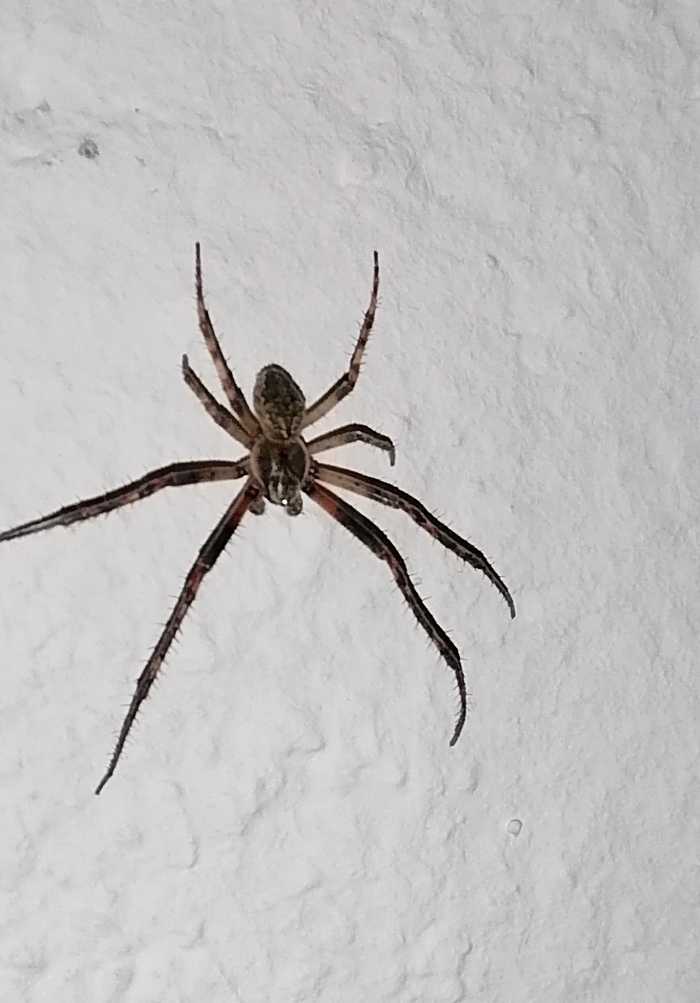 Что за паук?