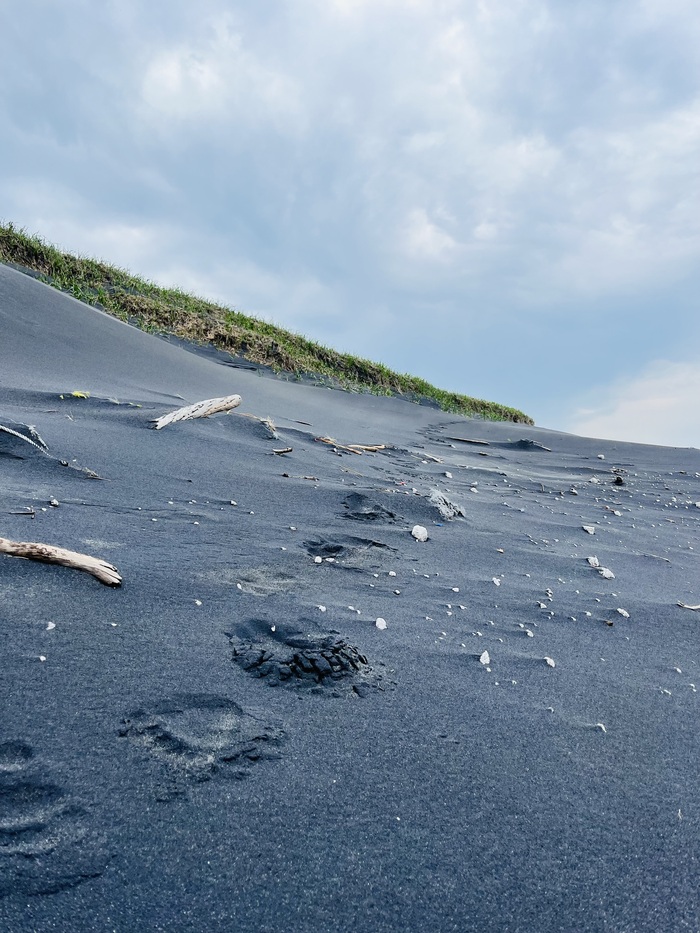 Следы. Медведи на Итурупе представляют смертельную опасность, перед тем как ехать на экскурсию, спросите какие у гидов есть средства защиты и отпугивания, пусть проведут вам инструктаж, как пользоваться фаерами, по моему мнению это обязальный пункт.