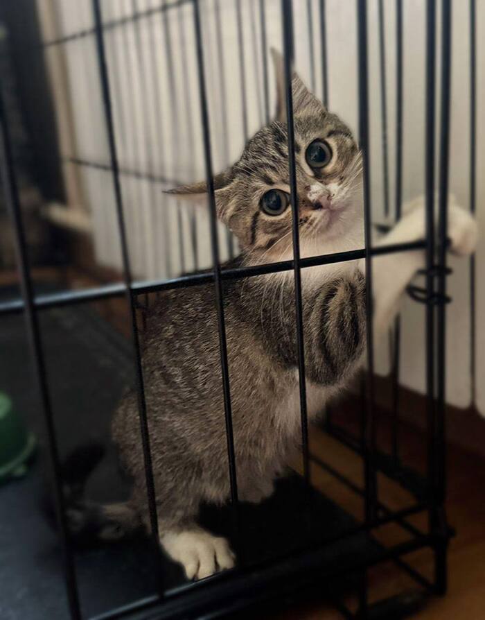 Котенок Ириска из заточения срочно ищет любящую семью!
