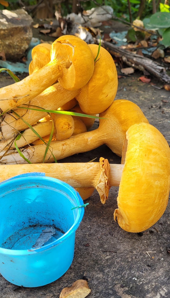 ������� �� �������� ��� ��������