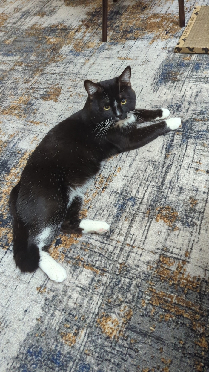 Пропал кот 15.09 в районе метро студенческая город Москва , зовут Марс , вознаграждение обязательно, номер телефона 89854177712