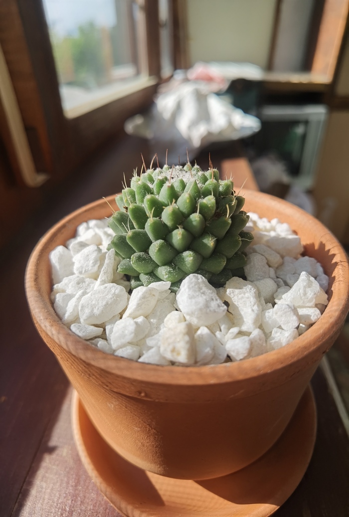 "Ёжик" в мае, сразу после покупки и пересадки