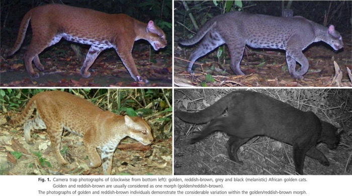 Окрасы золотой кошки: золотая, красновато-коричневая, серая и чёрная (меланистическая). Золотая и красновато-коричневая обычно рассматриваются как один морф (золотисто/красновато-коричневый).