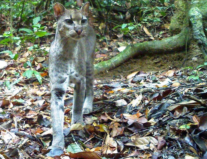 Золотая кошка, запечатленная крупным планом с помощью фотоловушки в национальном парке Ивиндо, Габон.