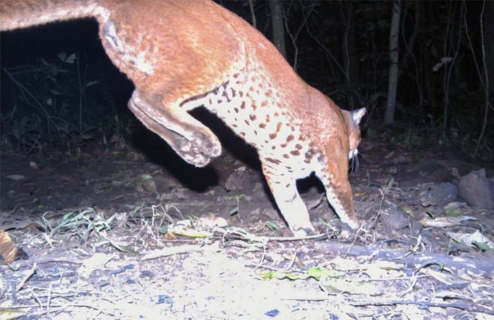 Золотая кошка проскакивает мимо фотоловушки, демонстрируя свое брюшко.
