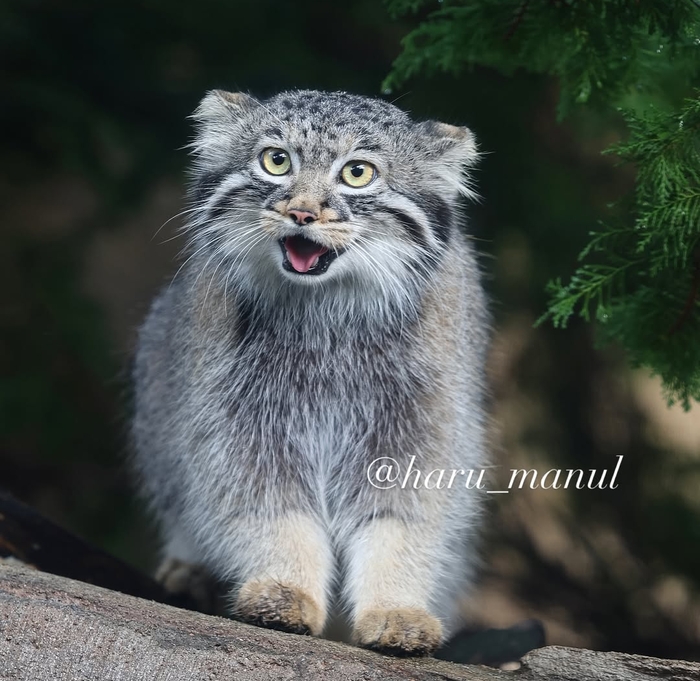 Завтрак тащат!