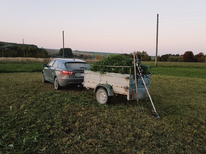 У коров тоже есть ужин