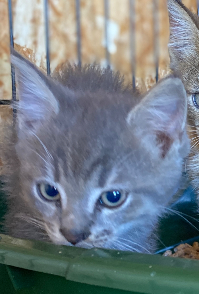 Настроение - меланхолия;)