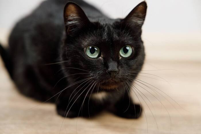 Нежная Кошечка Черешня ищет дом !