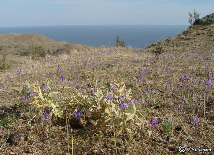   ,   , .  .    <!--noindex--><a href="https://pikabu.ru/story/proleska_osennyaya_13195774?u=http%3A%2F%2Fplantarium.ru&t=plantarium.ru&h=a99e55320aea562513d8f75971d3e7338d0dbe18" title="http://plantarium.ru" target="_blank" rel="nofollow noopener">plantarium.ru</a><!--/noindex-->.