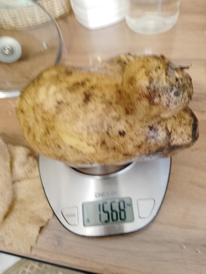 Вот, такой монстр вырос у нас в этом году